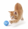 Understand Your Cat PLR Software 