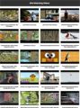 Bird Watching Instant Mobile Video Site MRR Software