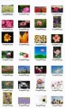 Plants And Flowers Stock Images Resale Rights Graphic