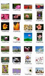 Plants And Flowers Stock Images Resale Rights Graphic