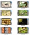 Insects Stock Videos - V2 MRR Video