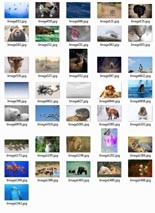 Animal And Wildlife Stock Images Resale Rights Graphic