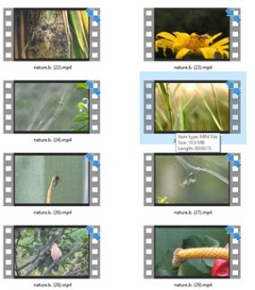 Nature Stock Videos Two – V2 MRR Video