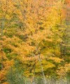 100 Royalty Free Images PLR Graphic 