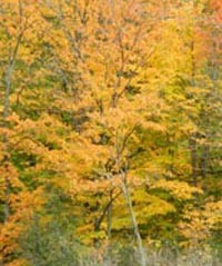 100 Royalty Free Images PLR Graphic