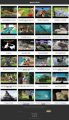 Iguanas Instant Mobile Video Site MRR Software