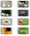 Insects Stock Videos Four - V2 MRR Video