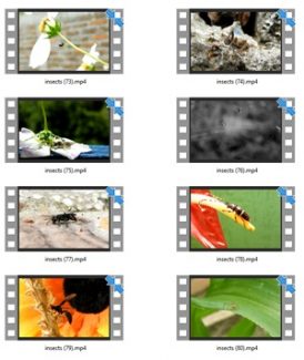 Insects Stock Videos Four – V2 MRR Video