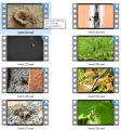 Insects Stock Videos Two - V2 MRR Video
