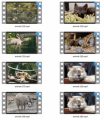 Animals Stock Videos Four V2 MRR Video