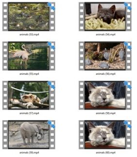 Animals Stock Videos Four V2 MRR Video
