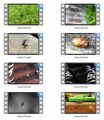 Insects Stock Videos Three - V2 MRR Video