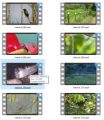 Nature Stock Videos Four - V2 MRR Video