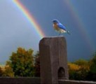 Inspirational Videos MRR Video