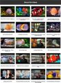 Discus Fish Instant Mobile Video Site MRR Software