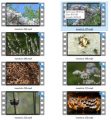 Insect Stock Videos Three - V2 MRR Video