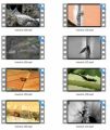 Insect Stock Videos Two - V2 MRR Video