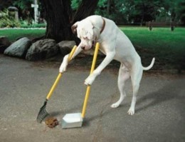 Dog Training Techniques PLR Ebook