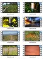 Nature Stock Videos Four - V2 MRR Video