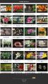 Growing Lilies Instant Mobile Video Site MRR Software