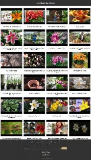 Growing Lilies Instant Mobile Video Site MRR Software
