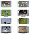 Animals Stock Videos One - V2 MRR Video